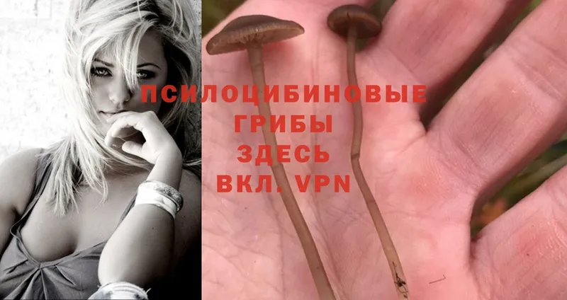 кракен как войти  где продают наркотики  Асино  Галлюциногенные грибы MAGIC MUSHROOMS 